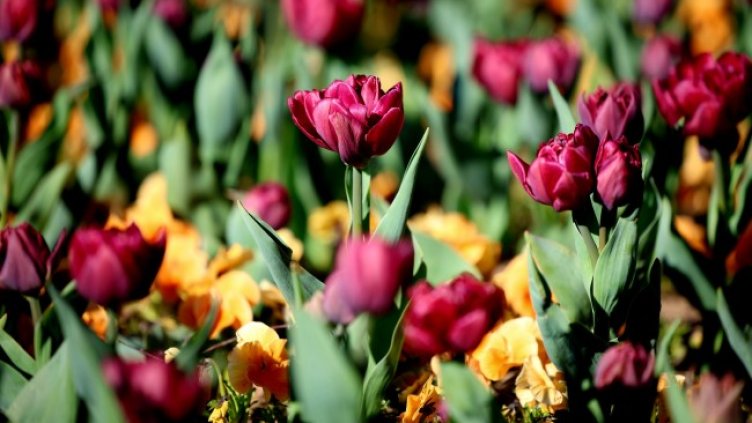 Снимка: Bulgaria ON AIR