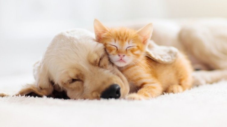 Снимка: Istock