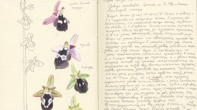 Националният природонаучен музей при БАН представя &bdquo;Записки по българските орхидеи&ldquo;