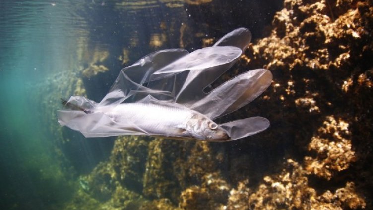 Снимка: Pixabay