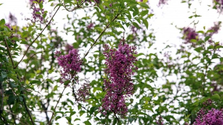 Снимка: архив, БГНЕС