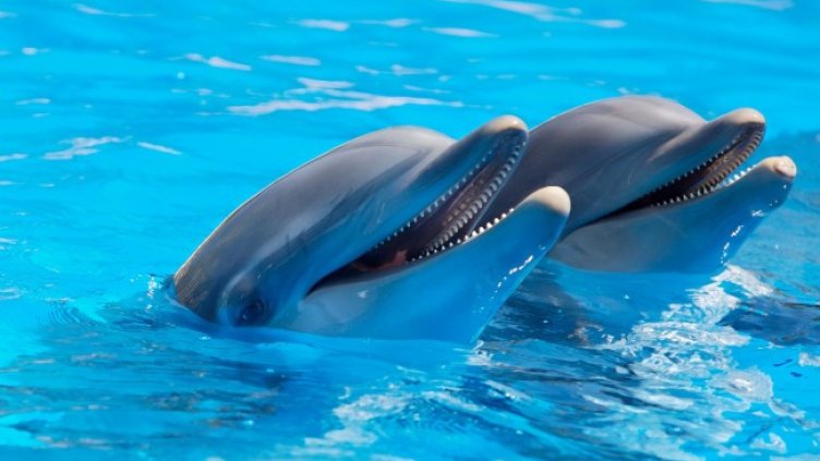 Снимка: Pixabay