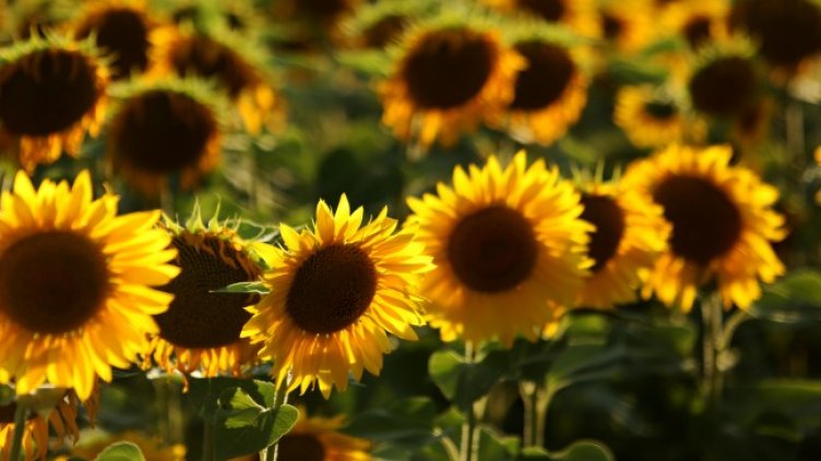 Снимка БГНЕС