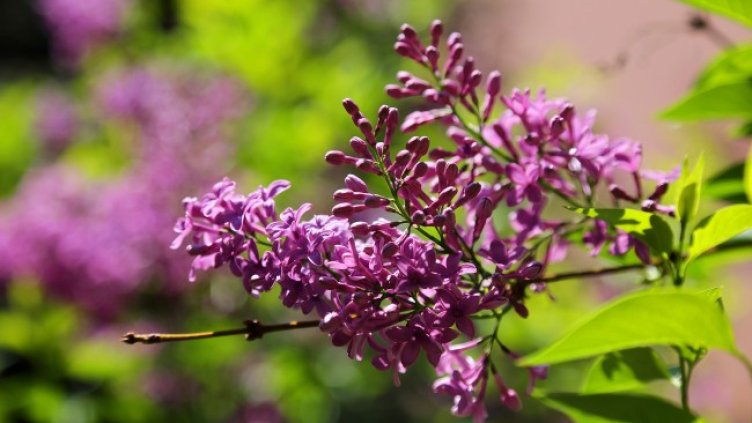 Снимка: архив, БГНЕС