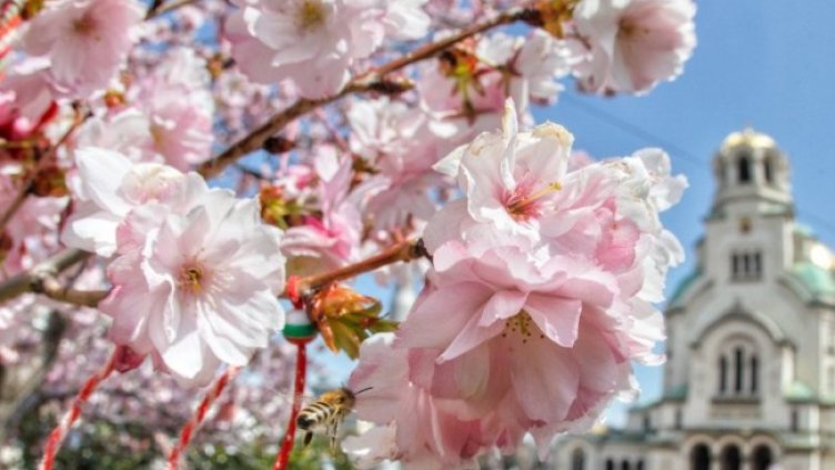 Снимка: Димитър Кьосемарлиев, Dnes.bg