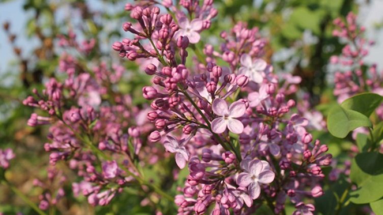 Снимка: архив, БГНЕС