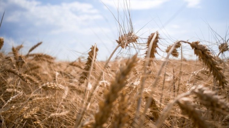 Снимка: Pixabay