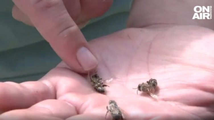 Снимка: Bulgaria ON AIR