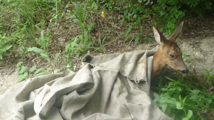 Снимка: БГНЕС, архив