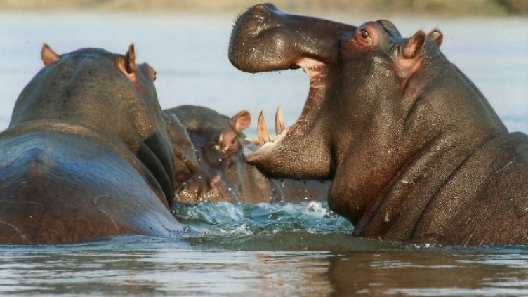 Снимка: Brigitte Werner/Pixabay