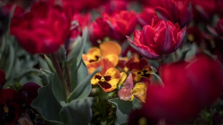 Снимка: Димитър Кьосемарлиев, Dnes.bg