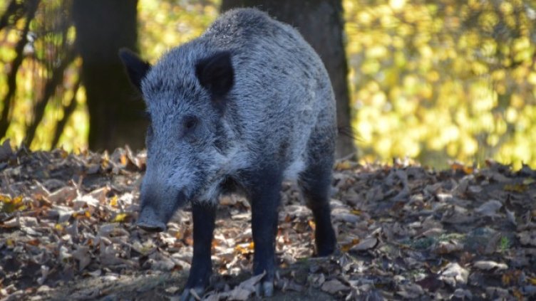 Снимка: Pixabay