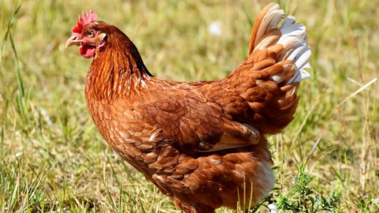 Снимка: Pixabay