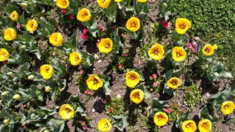 Снимка: Димитър Кьосемарлиев, Dnes.bg