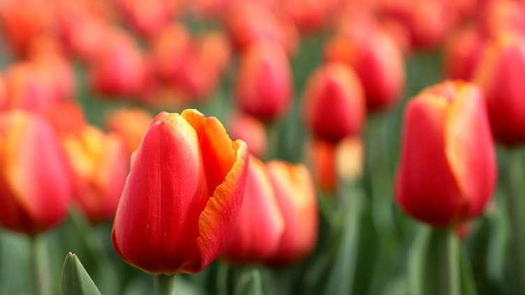 Снимка: архив, БГНЕС