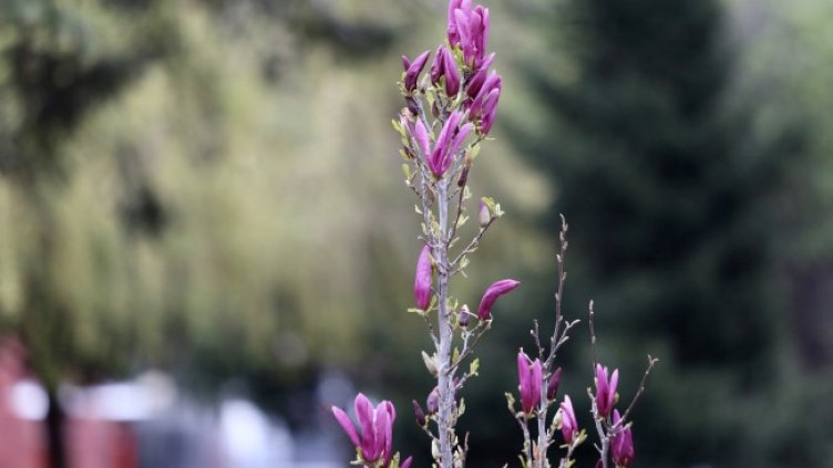 Снимка: архив, БГНЕС