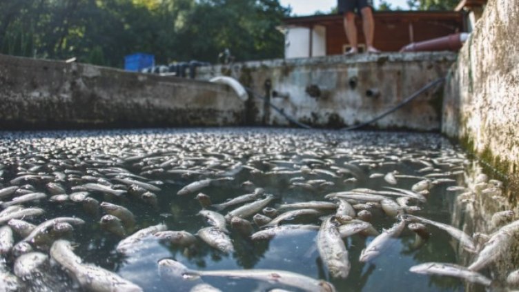 Снимка: Димитър Кьосемарлиев, Dnes.bg