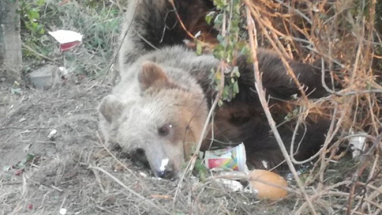 Снимка БГНЕС