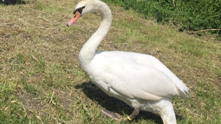 Снимка БГНЕС