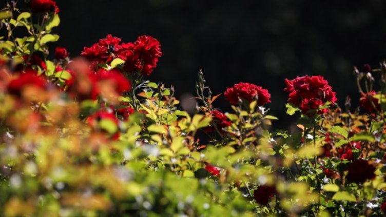 Снимка: архив, БГНЕС