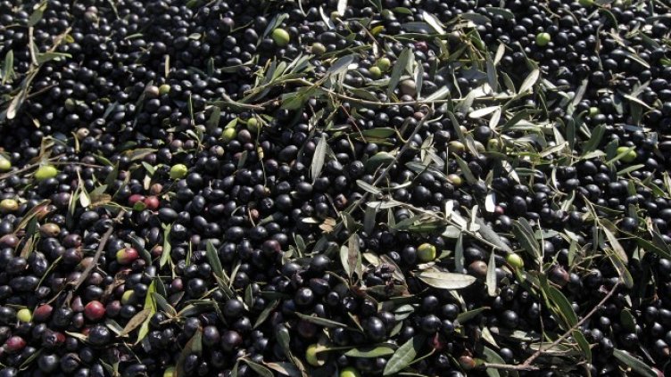 Снимка: архив, БГНЕС