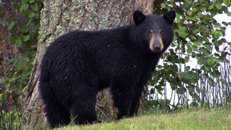 Снимка: Pixabay/ArtTower