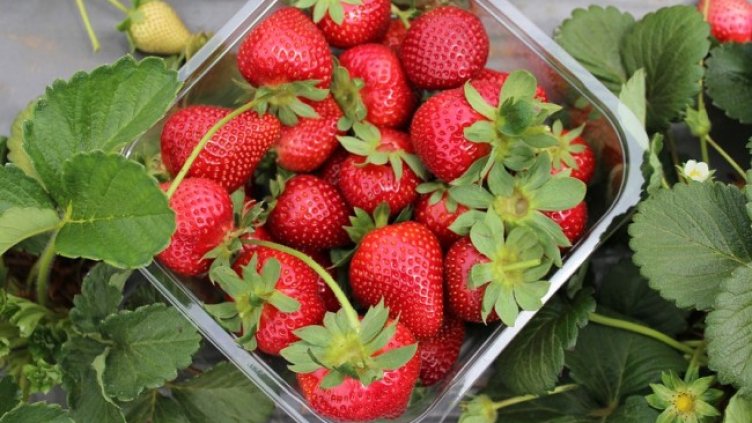 Снимка: Pixabay