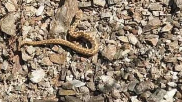 Снимки: Facebook/Александър Мечев