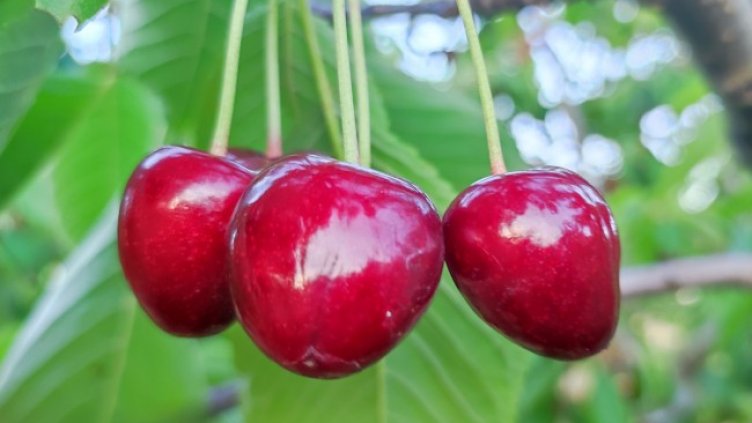 Снимка: архив, БГНЕС