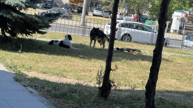 Снимка: Helpbook