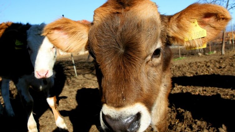 Снимка БГНЕС