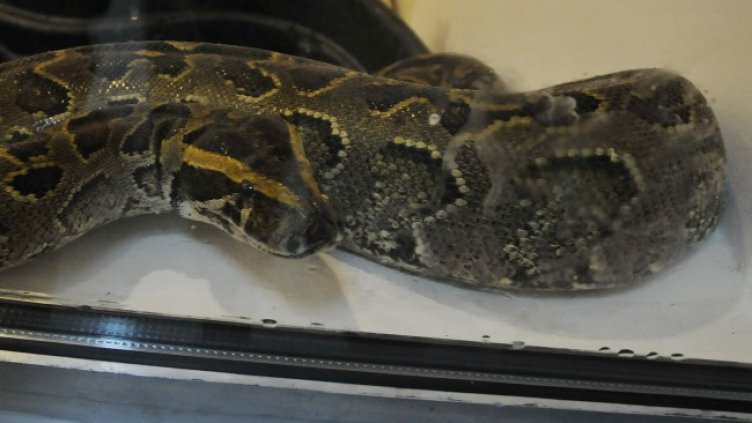 Снимка БГНЕС