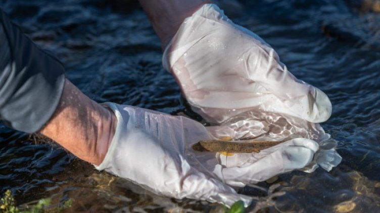 Грижата за българските реки &ndash; ключ към оцеляването на екосистемата