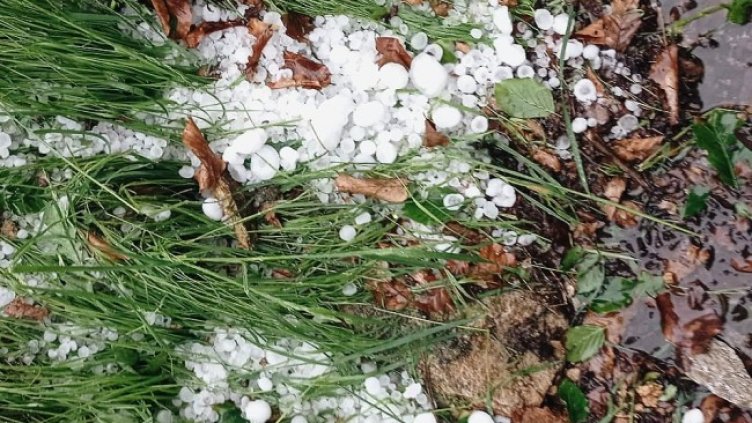 Снимка БГНЕС