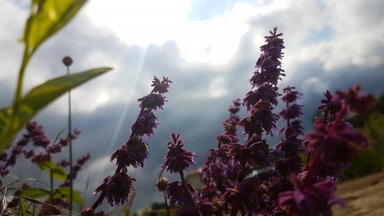 Дъждовете спират, максималните температури ще бъдат 22-27 градуса 