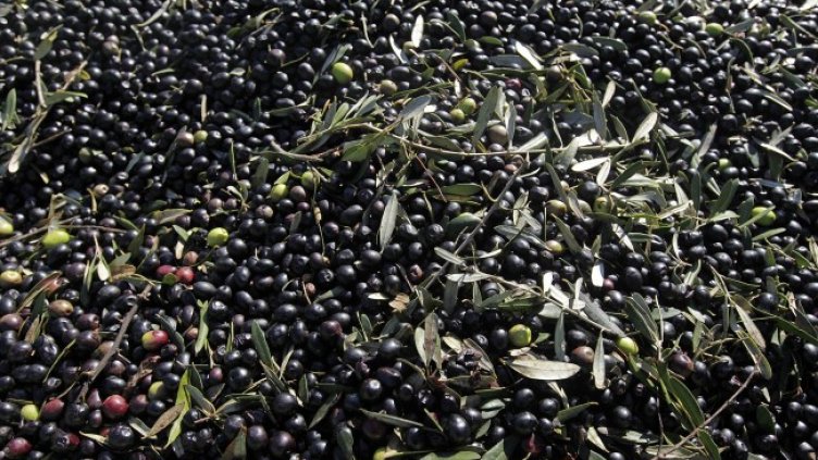 Снимка: архив, БГНЕС