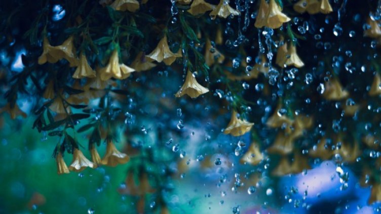 Снимка: Pixabay