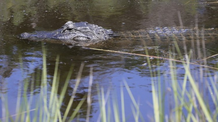 Снимка: архив, БГНЕС