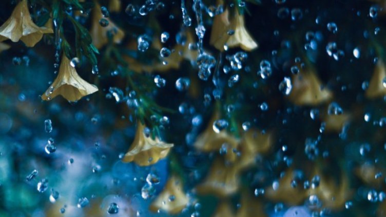 Снимка: Pixabay