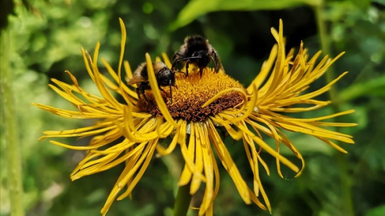 Снимка: архив, БГНЕС