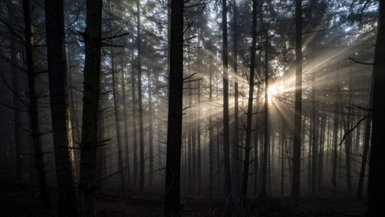 Снимка: архив, БГНЕС