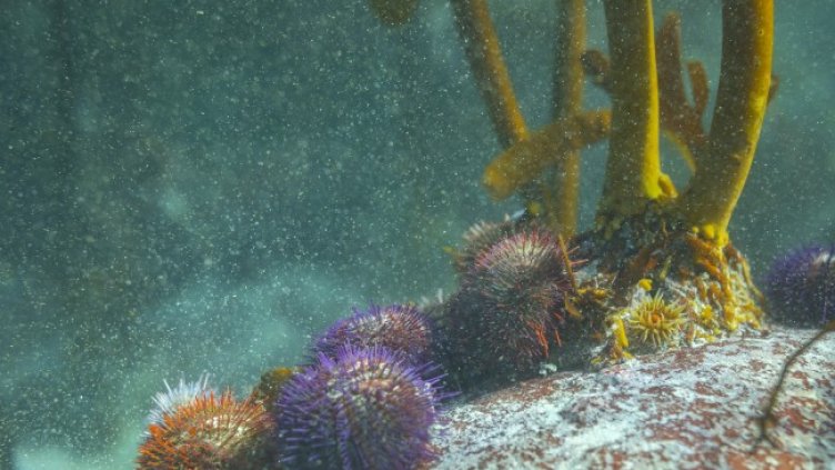 Снимка: архив, БГНЕС