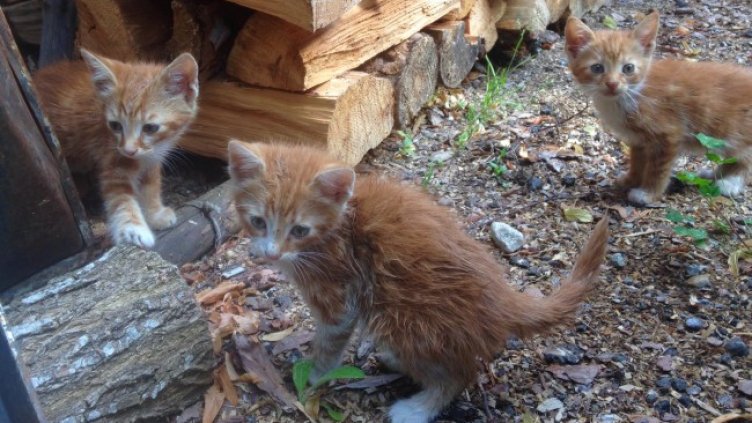 Снимка: архив, БГНЕС