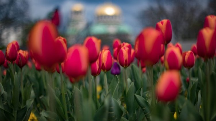 Снимка: Димитър Кьосемарлиев, Dnes.bg