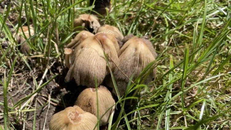 Снимка БГНЕС