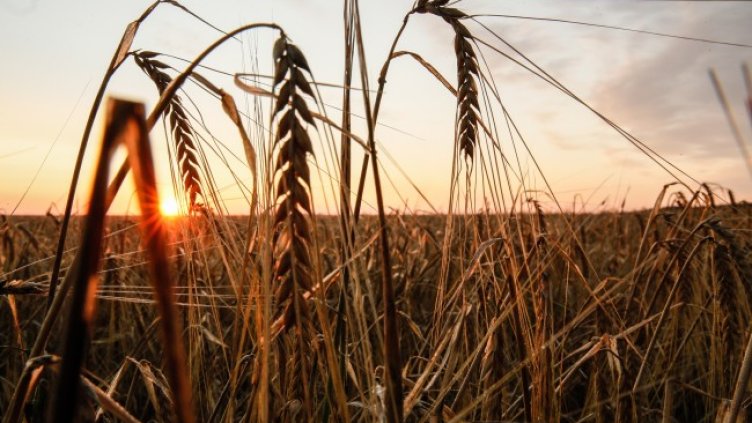 Снимка: архив, БГНЕС