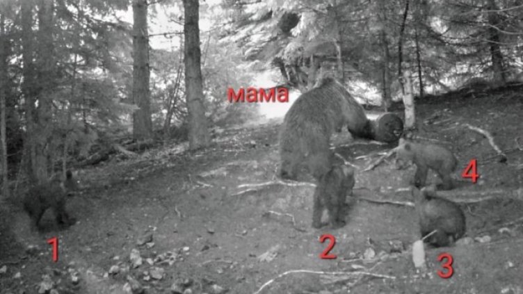 Ловна дружина &bdquo;Карабалкан&ldquo;- гр. Чепеларе