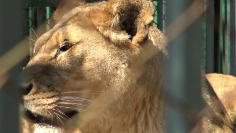 Снимка БГНЕС