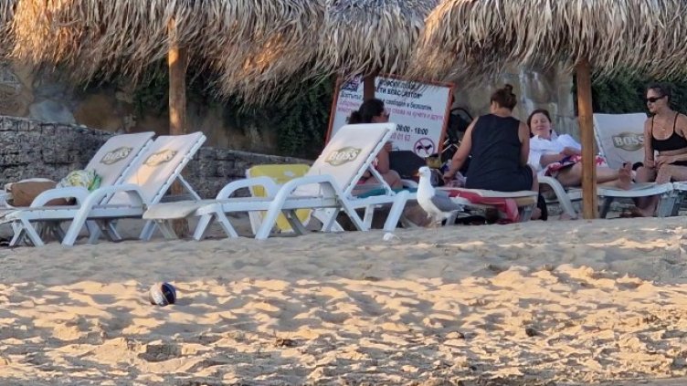 Снимка: БГНЕС