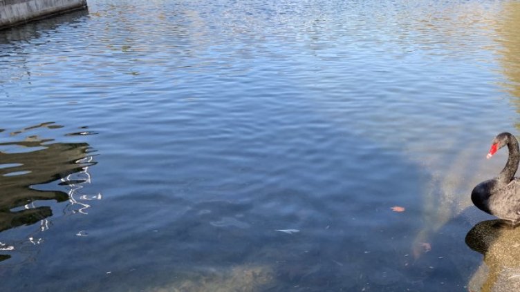 Снимка БГНЕС